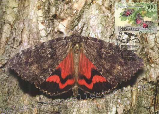 Dark Crimson Underwing (Catocala sponsa)